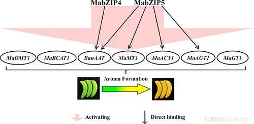 How Refrigeration Suppresses Banana Aroma: New Study Uncovers the Mechanism