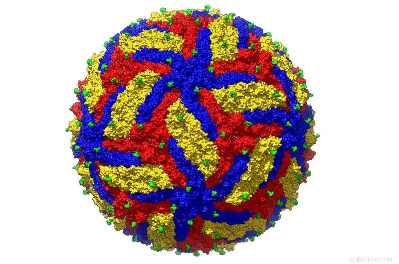 High-Resolution Zika Virus Structure Reveals New Therapeutic Opportunities