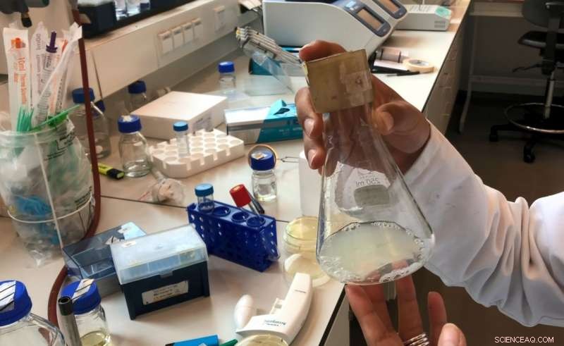 Engineering Bacteria into Powerful Antibiotic Factories