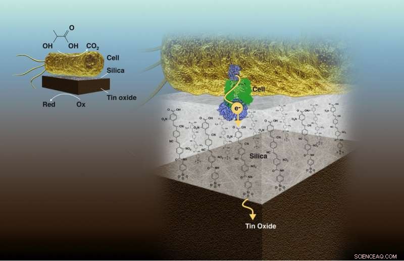 Scaling Biohybrid Systems for Efficient Fuel and Chemical Production