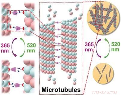Light-Triggered, Reversible Microtubule Aggregation via Paclitaxel-Functionalized Cyclodextrin