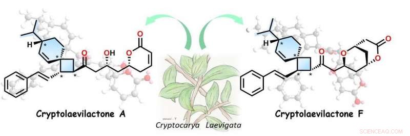 Novel Monoterpene-Polyketides with Spiro[3,5]nonane Uncovered in Australian Shrub