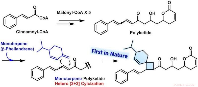 Novel Monoterpene-Polyketides with Spiro[3,5]nonane Uncovered in Australian Shrub