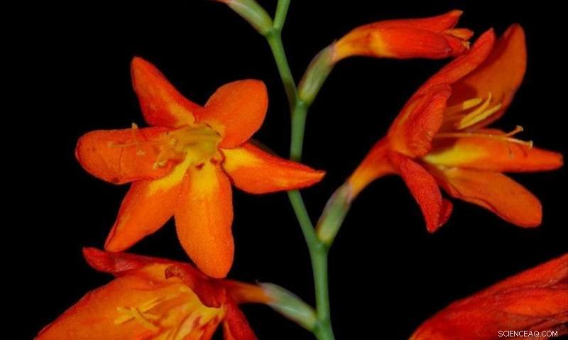 Montbretia: A Summer Garden Plant Yields a Potent Anti-Diabetes Compound