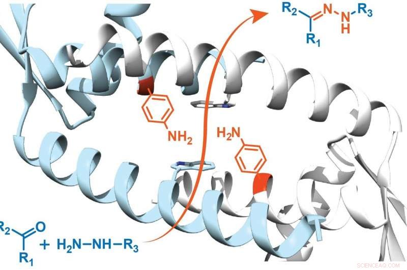 Engineered Enzyme Harnesses Unnatural Amino Acid for Enhanced Catalysis
