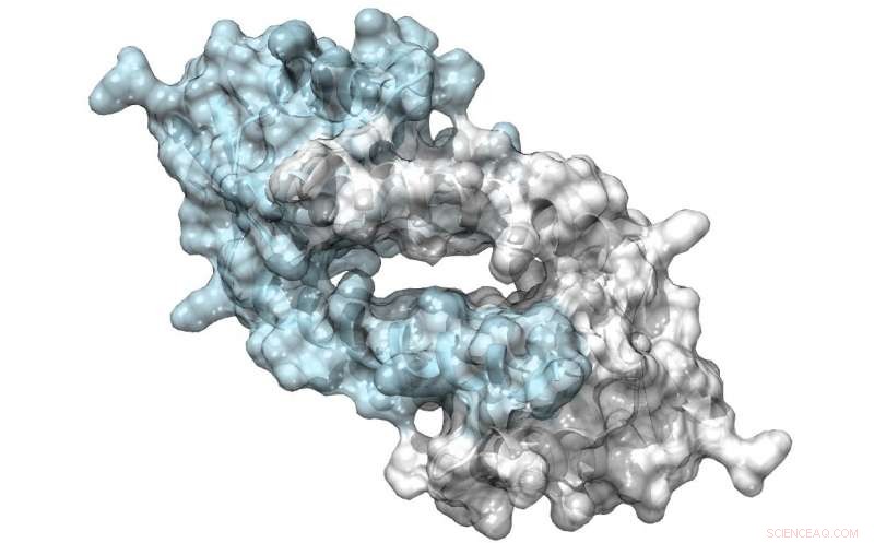 Engineered Enzyme Harnesses Unnatural Amino Acid for Enhanced Catalysis