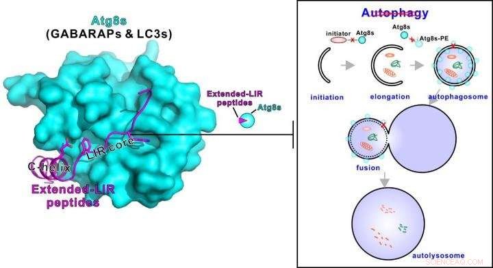 New Autophagy-Inhibiting Peptides Discovered in Giant Ankyrins, Offering Therapeutic Potential