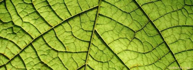 Leiden Scientists Innovate with New Solvent for Anti-Aging Cream and Chicken Feed