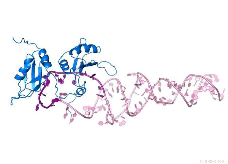 New Insight into miRNA Maturation Reveals Precise Protein‑RNA Interaction