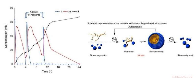 Exploring Life: Self‑Replicators That Simultaneously Create and Destroy Themselves