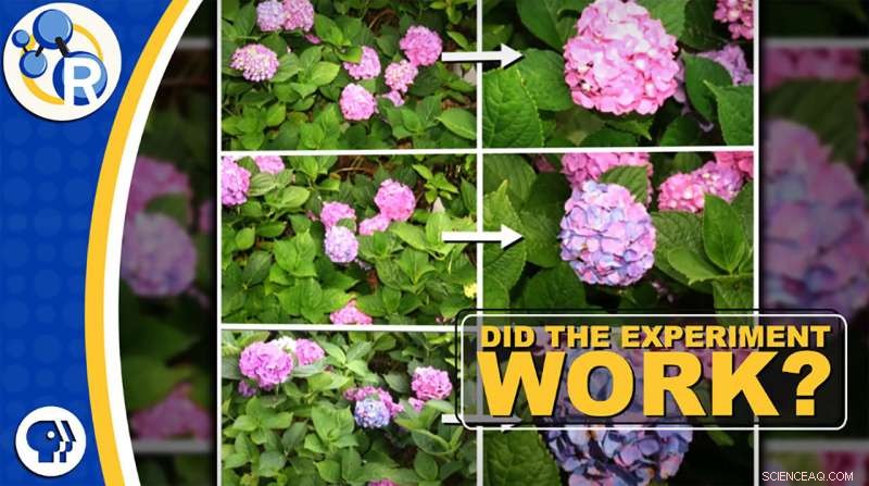 Hydrangeas & the Science of Color Change: How Do‑Overs Work