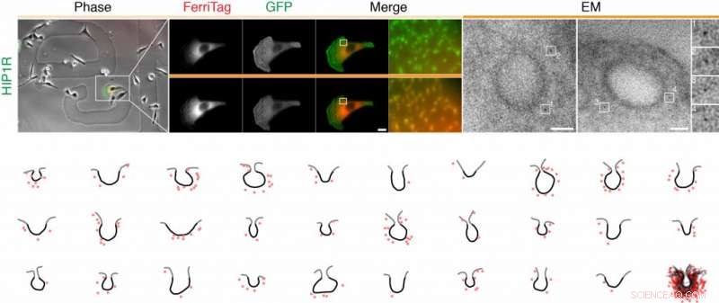 Revolutionary Technique Enables Direct Visualization of Proteins Inside Human Cells