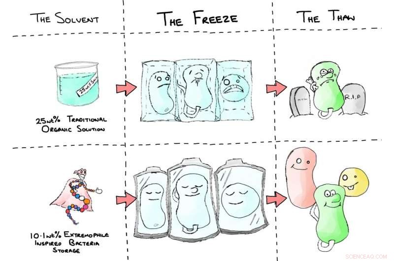 University of Warwick Breaks New Ground with Antifreeze-Inspired Bacterial Cryopreservation