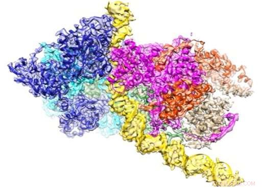 High-resolution Structure of the Origin Recognition Complex Bound to DNA Unveiled