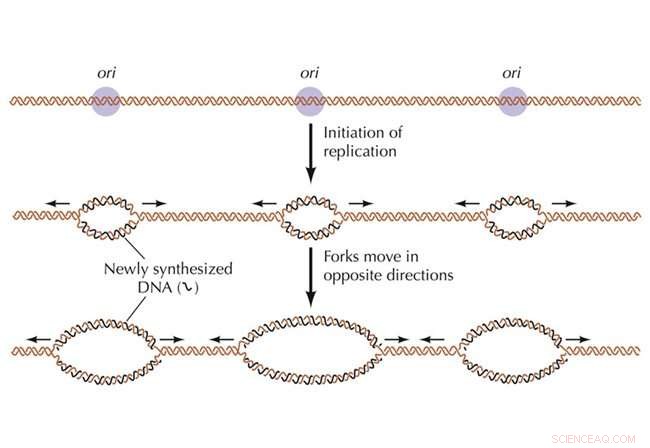 High-resolution Structure of the Origin Recognition Complex Bound to DNA Unveiled