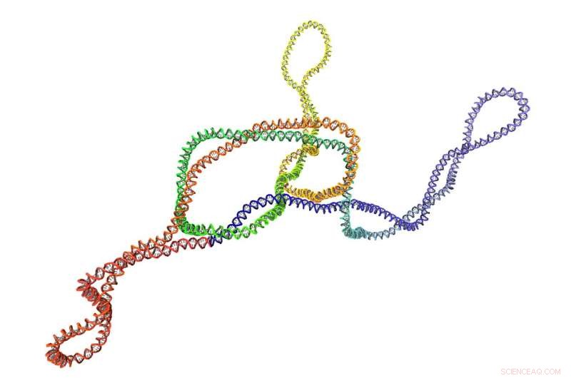 Supercoiling DNA: Mastering Knot Maintenance