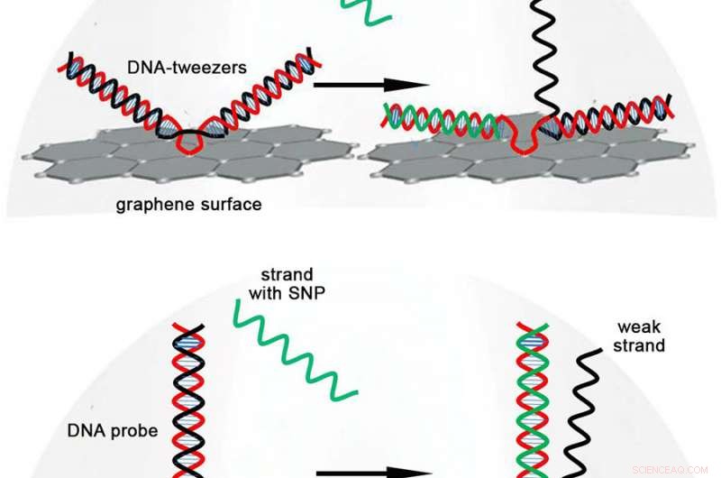 Advanced Wireless Biosensor Chip Detects Single‑Nucleotide Polymorphisms with Unmatched Sensitivity