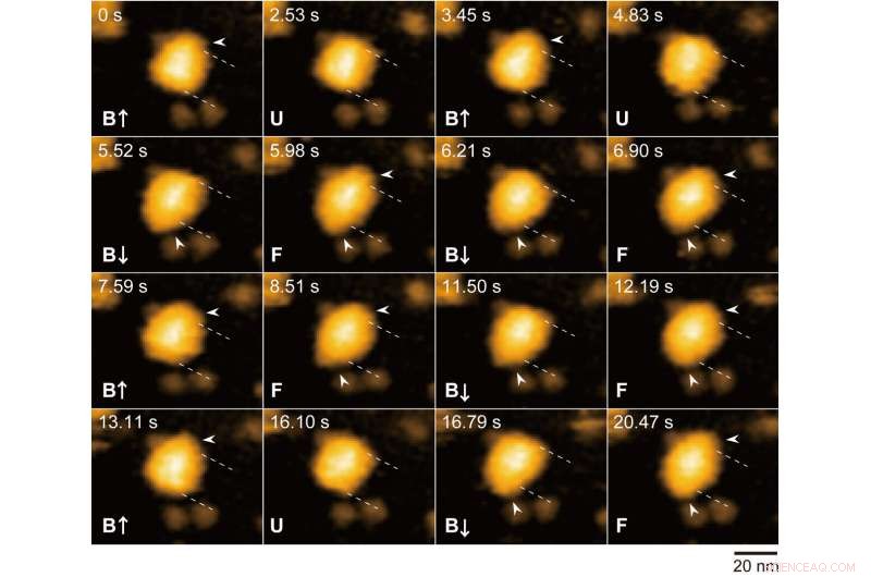 New Insights Reveal Complex Mechanism of Chaperonin Protein GroEL