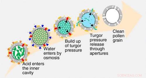 Effective Techniques for Clearing Pollen Shells During Allergy Season