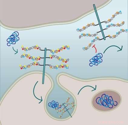 How Sulfate Modifications Enable Pathogenic Tau Entry into Cells