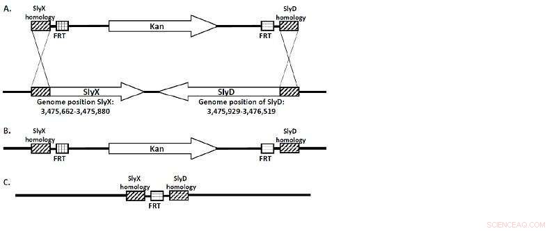 Cutting‑Edge Technologies for Efficient Production of Therapeutic Proteins