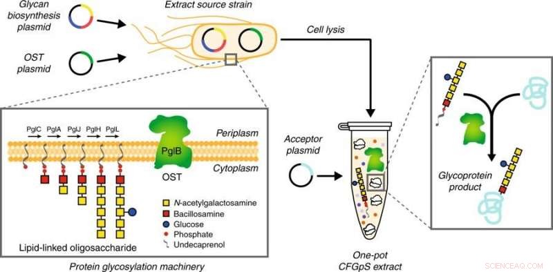 Bioengineers Develop Novel Pathway to Personalized Medicine