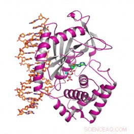 Scientists Unveil Structure and Key Features of a Human Immune‑Surveillance Protein