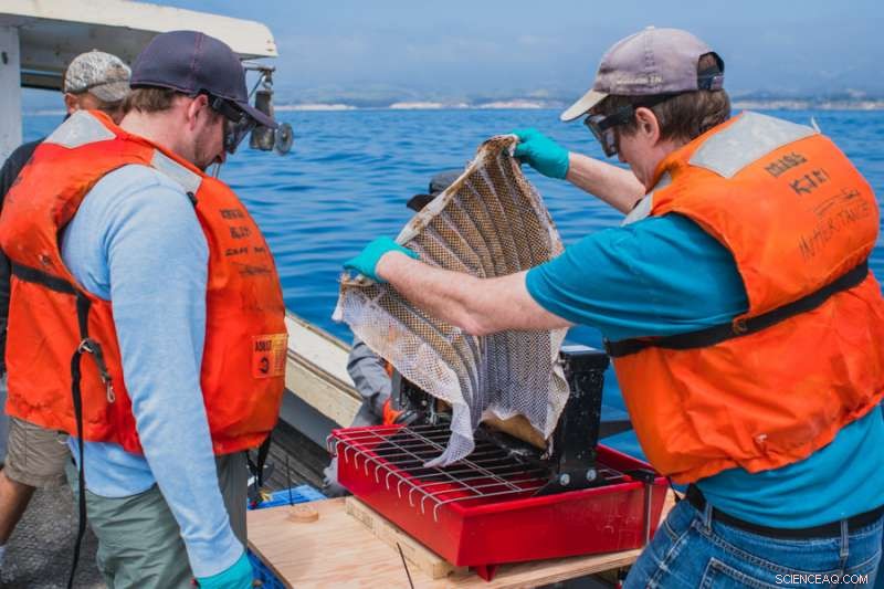 Oleo Sponge Demonstrates Effective Oil Spill Absorption Off California Coast