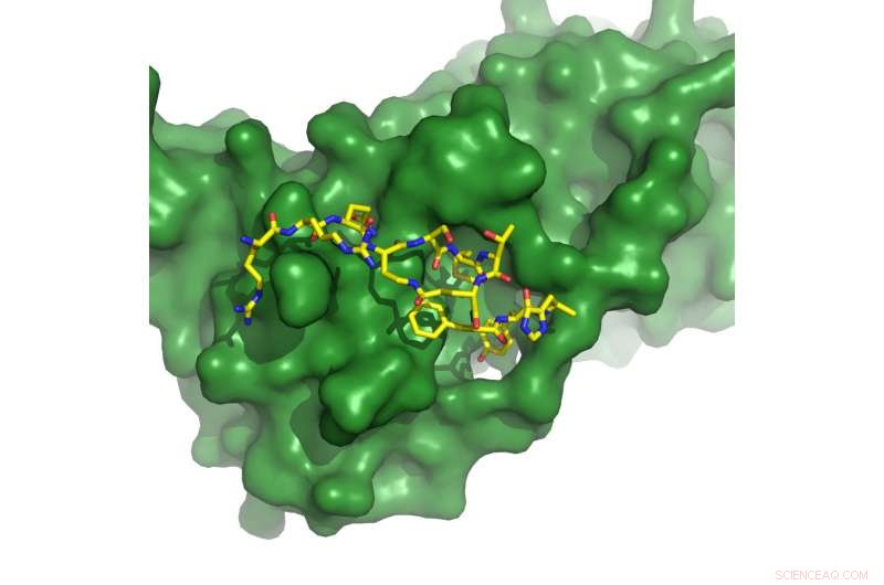University of Adelaide Breakthrough: Designer Molecules Target Cancer at Its Core