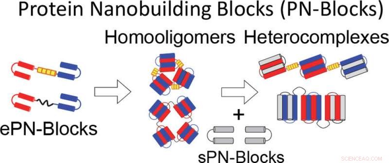 Scientists Engineer Self-Assembling Proteins for Advanced Supramolecular Complexes