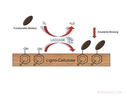 Smart Wood Search Engine: Optimize Wood Surfaces with Laccase Enzymes