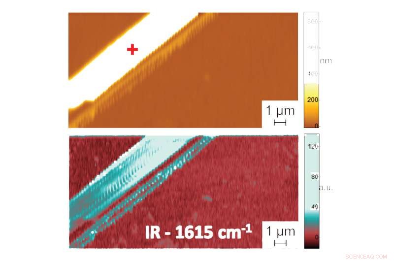 Nanoscale Insight into Biomolecule Folding in Liquid: Pioneering Measurements Reveal Structural Dynamics