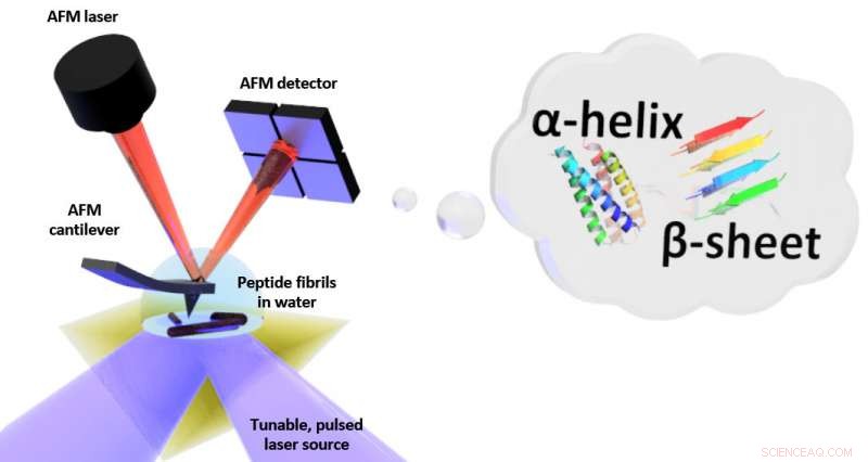 Nanoscale Insight into Biomolecule Folding in Liquid: Pioneering Measurements Reveal Structural Dynamics