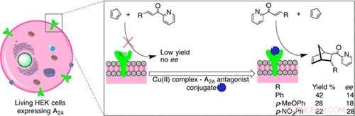Engineered Enzymes Catalyze Reactions on Living Cells