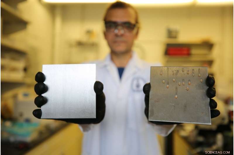 Cooking Oil Coating Inhibits Bacterial Growth on Food Processing Equipment