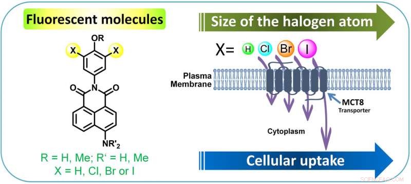 Enhancing Cellular Uptake of Fluorescent Probes for Improved Imaging and Drug Delivery