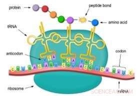 Scientists Uncover Hidden Genetic Rules That Sparked Life on Earth