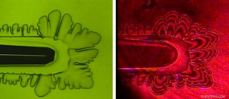 Rethinking Antifreeze Proteins: New Insights into Ice Crystal Behavior