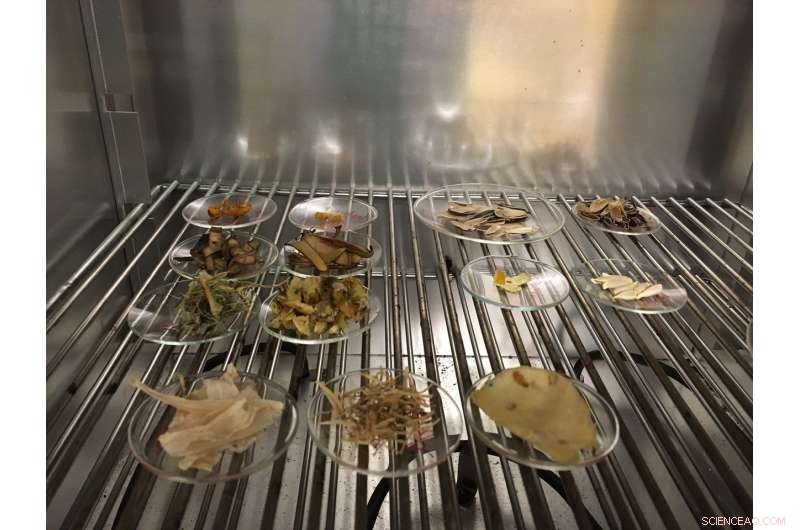 Dickinson College Research Reveals Affordable Natural Methods to Clean Water Pollution