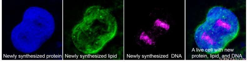 Mapping the Inner Workings of a Living Cell: Advanced Imaging Insights