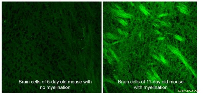 Mapping the Inner Workings of a Living Cell: Advanced Imaging Insights