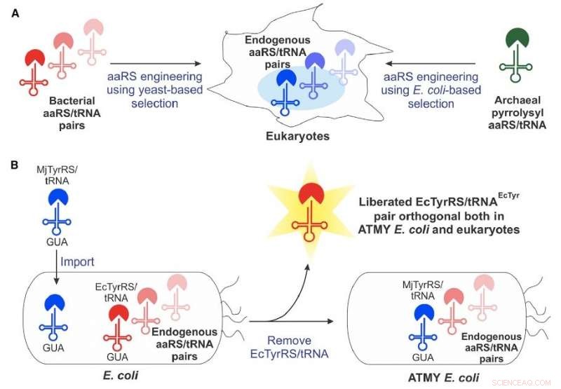 E. coli‑Based Genetic Engine Enables Precise Incorporation of Novel Amino Acids into Proteins