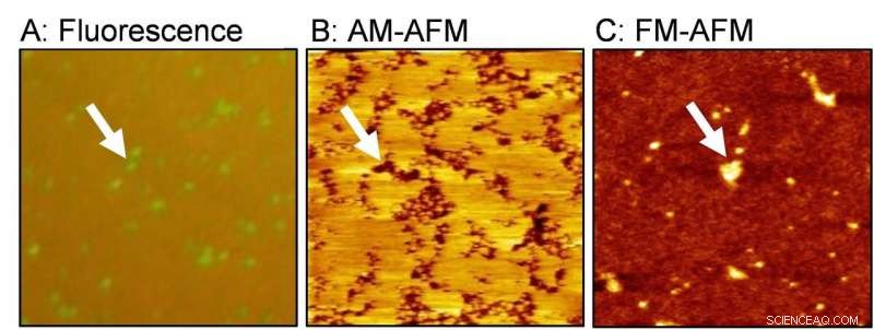 Dynamic Assembly of PEG-Modified Lipids in Artificial Cell Membranes