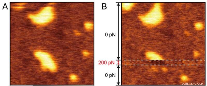 Dynamic Assembly of PEG-Modified Lipids in Artificial Cell Membranes