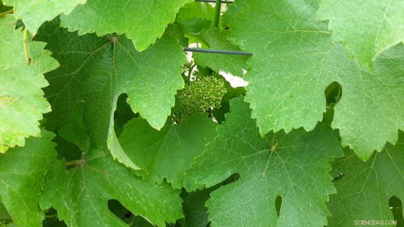 Revolutionizing Catalysis Research: Breakthrough X‑ray Absorption Study Reveals Transition Metal Electronic States