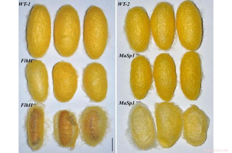 Scientists Engineer Silkworms to Produce Spider Silk Using Gene Editing
