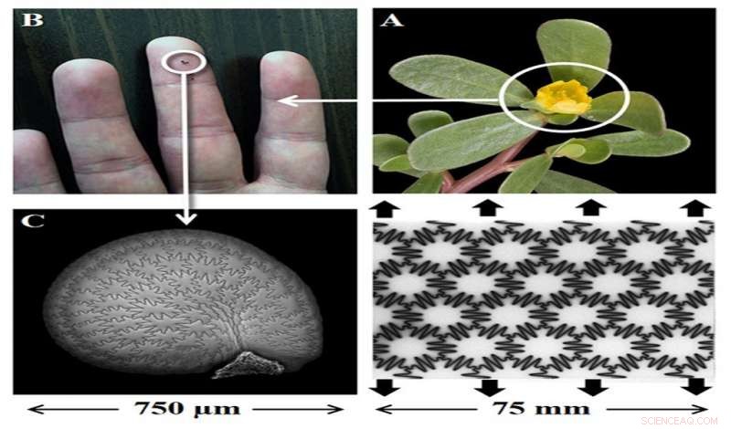 Scientists Discover Seed Coats as Blueprint for Strong, Tough, Flexible Materials