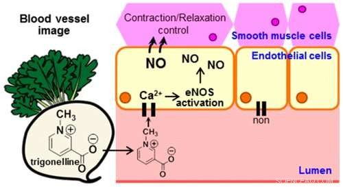 Radish Compounds Show Promise in Reducing Cardiovascular Disease Risk