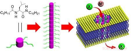 Revolutionary Amino Acid-Based Ion Transport Across Cell Membranes