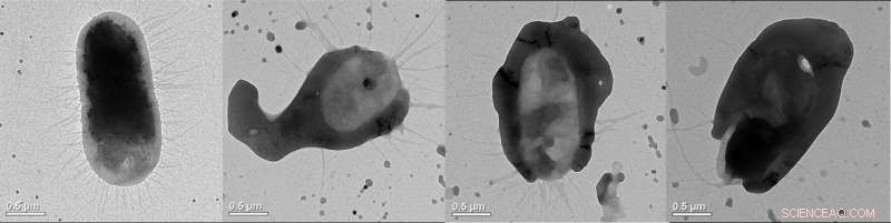Researchers Use Green Gold Nanoparticles to Rapidly Detect Harmful Bacteria